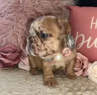 Merle Girl, a female French Bulldog for sale in Hodges, SC – 1 of 3