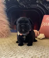 Black Fluffy Girl, a female French Bulldog for sale in Hodges, SC – 3 of 3