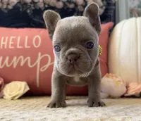 Female Frenchie, a female French Bulldog for sale in Hodges, SC – 1 of 1