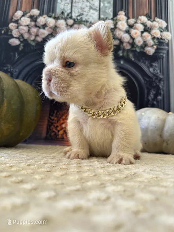 Male Fluffy Frenchie BigRope – French Bulldog puppy for sale in Hodges, SC