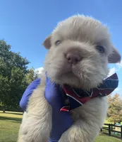 Male Fluffy Frenchie BigRope, a male French Bulldog for sale in Hodges, SC – 4 of 6