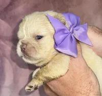 Light Purple Bow, a female French Bulldog for sale in Hodges, SC – 2 of 2