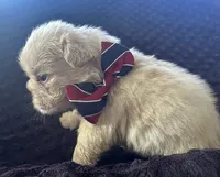 Male Fluffy Frenchie BigRope, a male French Bulldog for sale in Hodges, SC – 5 of 6