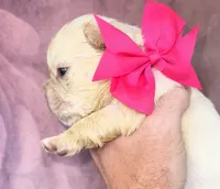 Hot Pink Bow , a female French Bulldog for sale in Hodges, SC – 1 of 4