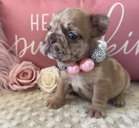 Merle Girl, a female French Bulldog for sale in Hodges, SC – 3 of 3