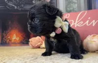 Black Fluffy Girl, a female French Bulldog for sale in Hodges, SC – 2 of 3