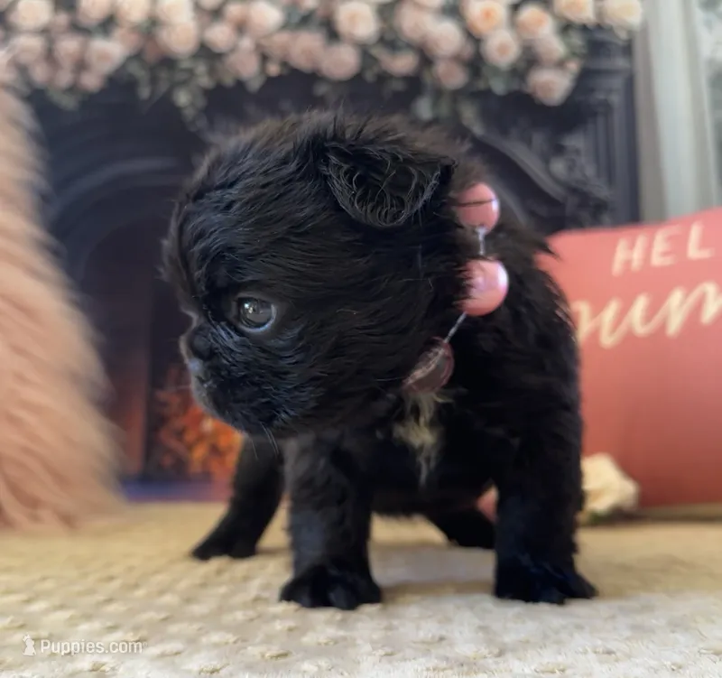 Black Fluffy Girl – French Bulldog puppy for sale in Hodges, SC