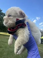 Male Fluffy Frenchie BigRope, a male French Bulldog for sale in Hodges, SC – 6 of 6
