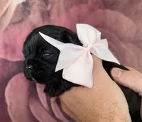 Pale Pink Bow, a female French Bulldog for sale in Hodges, SC – 2 of 4