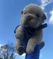 Male Fluffy Frenchie BigRope, a male French Bulldog for sale in Hodges, SC – 1 of 6