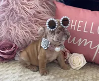 Merle Girl, a female French Bulldog for sale in Hodges, SC – 2 of 3