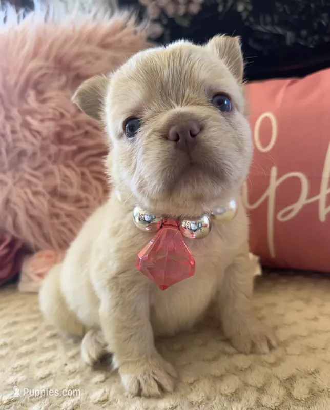 Cream fluffy Girl  – French Bulldog puppy for sale in Hodges, SC