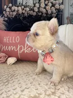 Cream fluffy Girl , a female French Bulldog for sale in Hodges, SC – 3 of 3