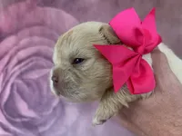 Hot Pink Bow , a female French Bulldog for sale in Hodges, SC – 2 of 4