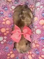 Coral Bow Girl, a female French Bulldog for sale in Hodges, SC – 2 of 2