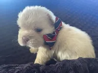 Male Fluffy Frenchie BigRope, a male French Bulldog for sale in Hodges, SC – 3 of 6