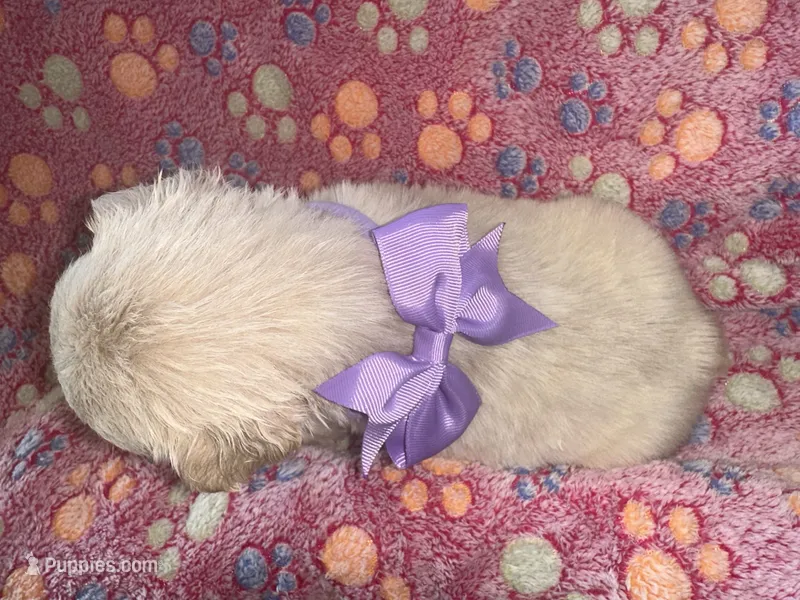 Light Purple Bow – French Bulldog puppy for sale in Hodges, SC