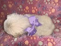 Light Purple Bow, a female French Bulldog for sale in Hodges, SC – 1 of 2