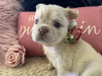 Cream Fluffy Girl , a female French Bulldog for sale in Hodges, SC – 1 of 1
