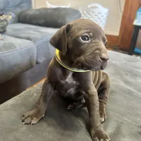 Yellow male, a male German Shorthaired Pointer for sale in Paris, KY – Photo 2 of 3