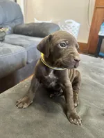 Yellow male, a male German Shorthaired Pointer for sale in Paris, KY – Photo 1 of 2