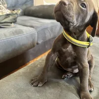 Yellow male, a male German Shorthaired Pointer for sale in Paris, KY – Photo 1 of 3