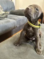 Yellow male, a male German Shorthaired Pointer for sale in Paris, KY – Photo 2 of 2