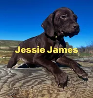 Yellow male, a male German Shorthaired Pointer for sale in Paris, KY – Photo 3 of 3