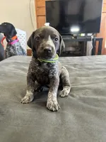 Green male, a male German Shorthaired Pointer for sale in Paris, KY – Photo 2 of 3
