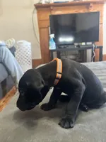 Orange Male, a male German Shorthaired Pointer for sale in Paris, KY – Photo 1 of 2