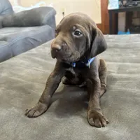 Navy Blue Male, a male German Shorthaired Pointer for sale in Paris, KY – Photo 2 of 3