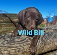 Navy Blue Male, a male German Shorthaired Pointer for sale in Paris, KY – Photo 3 of 3