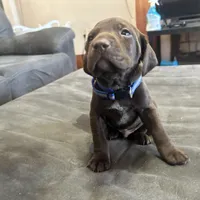 Navy Blue Male, a male German Shorthaired Pointer for sale in Paris, KY – Photo 1 of 3