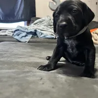 Blue male, a male German Shorthaired Pointer for sale in Paris, KY – Photo 2 of 4