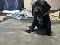 Blue male, a male German Shorthaired Pointer for sale in Paris, KY – Photo 2 of 3