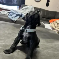 Blue male, a male German Shorthaired Pointer for sale in Paris, KY – Photo 1 of 4