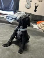 Blue male, a male German Shorthaired Pointer for sale in Paris, KY – Photo 1 of 3