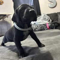 Blue male, a male German Shorthaired Pointer for sale in Paris, KY – Photo 3 of 4