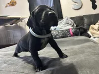 Blue male, a male German Shorthaired Pointer for sale in Paris, KY – Photo 3 of 3