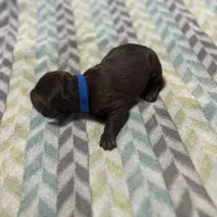 Harley litter, a male German Shorthaired Pointer for sale in Paris, KY – Photo 3 of 8