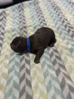 Harley litter, a male German Shorthaired Pointer for sale in Paris, KY – Photo 3 of 8