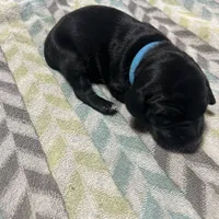 Harley litter, a male German Shorthaired Pointer for sale in Paris, KY – Photo 1 of 8