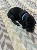 Harley litter, a male German Shorthaired Pointer for sale in Paris, KY – Photo 1 of 8