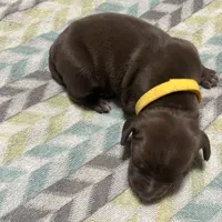 Harley litter, a male German Shorthaired Pointer for sale in Paris, KY – Photo 6 of 8