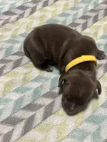Harley litter, a male German Shorthaired Pointer for sale in Paris, KY – Photo 6 of 8