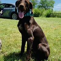 Harley litter, a male German Shorthaired Pointer for sale in Paris, KY – Photo 7 of 8