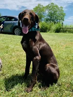 Harley litter, a male German Shorthaired Pointer for sale in Paris, KY – Photo 7 of 8