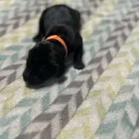 Harley litter, a male German Shorthaired Pointer for sale in Paris, KY – Photo 2 of 8