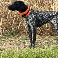 Harley litter, a male German Shorthaired Pointer for sale in Paris, KY – Photo 8 of 8