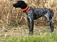 Harley litter, a male German Shorthaired Pointer for sale in Paris, KY – Photo 8 of 8